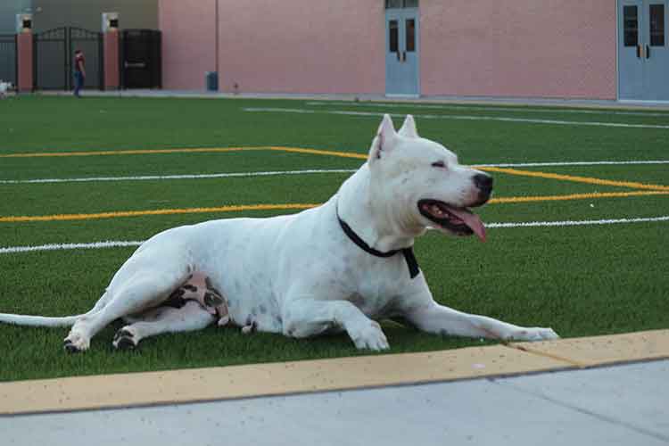Dogo aregntino laying on football field