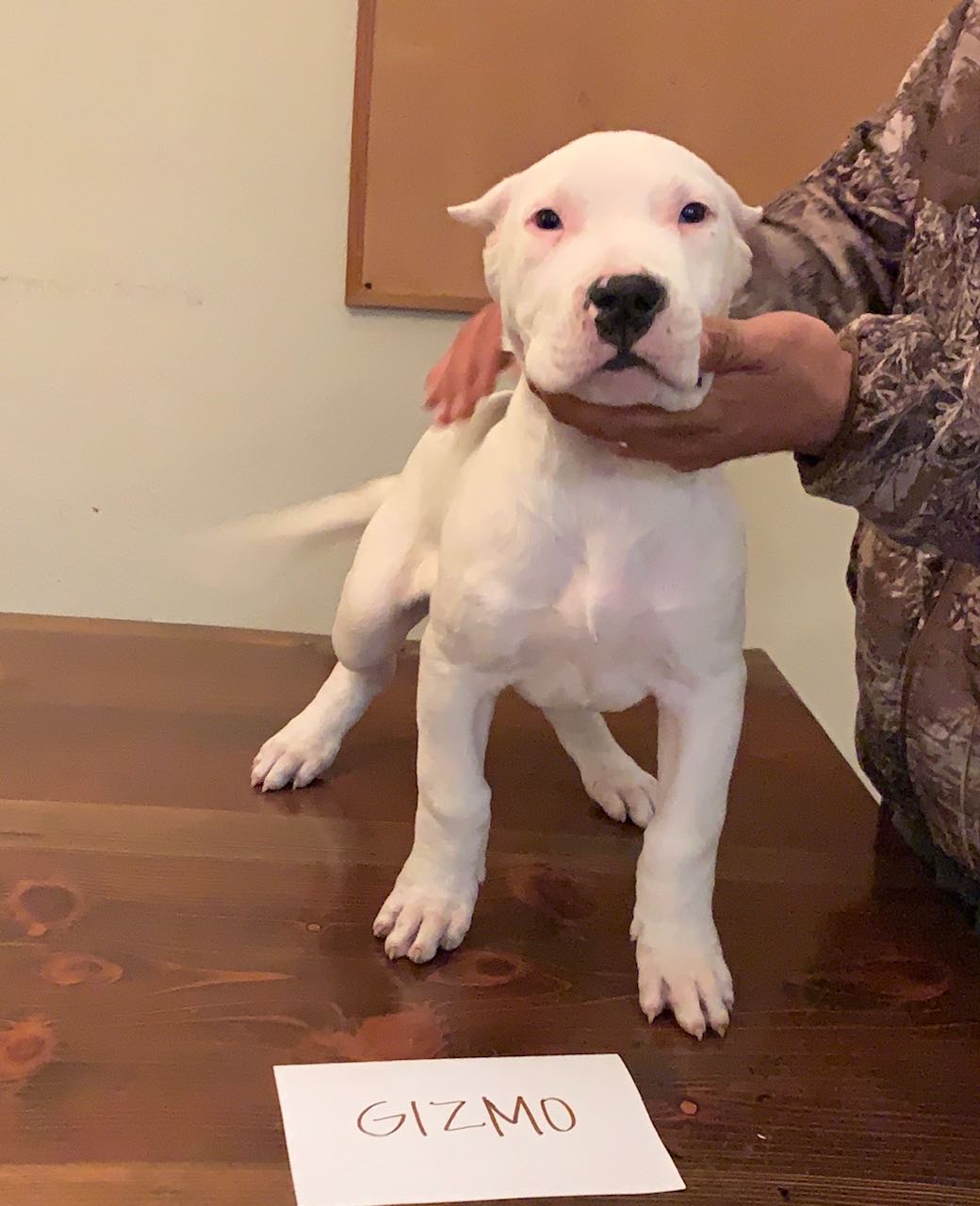 puppies for sale bay area